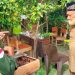 Chek Zainal Sambangi Usaha Budidaya Madu Linot