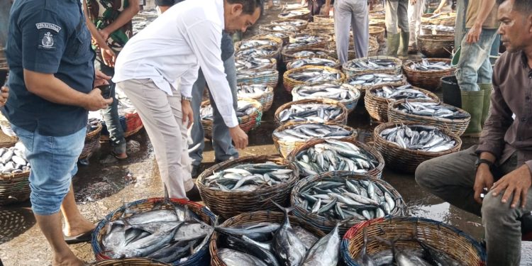 Kepala DKP Aceh Pantau Harga Ikan di PPS Kutaraja