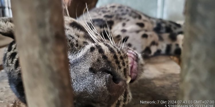 Macan Dahan yang Mati, BKSDA Tunggu Hasil Nekropsi