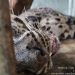 Macan Dahan yang Mati, BKSDA Tunggu Hasil Nekropsi