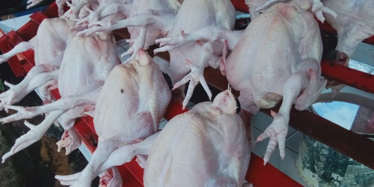 Memasuki Bulan Perayaan Maulid Nabi, Harga Ayam Potong Alami Kenaikan