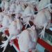 Memasuki Bulan Perayaan Maulid Nabi, Harga Ayam Potong Alami Kenaikan