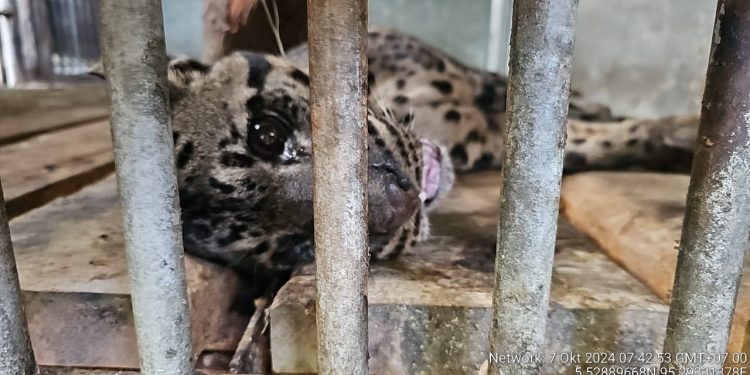 Terindikasi Anemia, Macan Dahan Mati di BKSDA