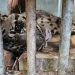 Terindikasi Anemia, Macan Dahan Mati di BKSDA