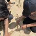 Para Pemuda Lakukan Aksi Tanam Mangrove di Pulau Raya