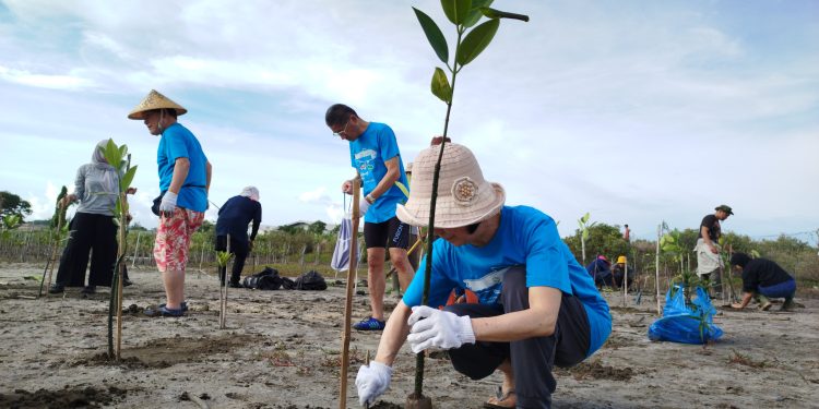 100 Pemuda Tanam 1000 Mangrove di Lampulo Park
