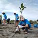100 Pemuda Tanam 1000 Mangrove di Lampulo Park