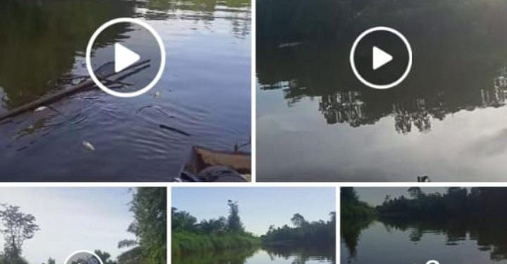 Viral Video Ikan Mati di Sungai Subulussalam, Warga Duga Akibat Limbah Sawit