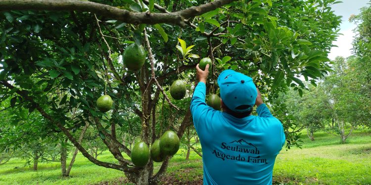 Cerita Seulawah Avocado Farm: Buktikan Alpukat Dataran Rendah Tak Kalah Saing