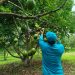 Cerita Seulawah Avocado Farm: Buktikan Alpukat Dataran Rendah Tak Kalah Saing