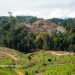 Suara dari Tapak Desak Revisi UU Kehutanan, Pemerintah Diminta Tinggalkan Paradigma Kolonial