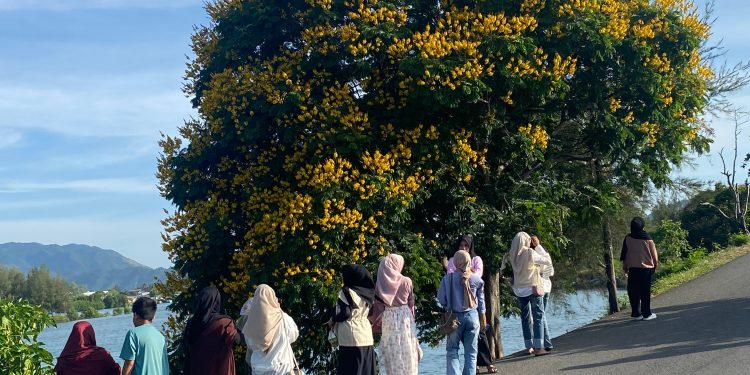 “Pohon Jeju” di Banda Aceh Berpotensi Jadi Andalan Ruang Terbuka Hijau