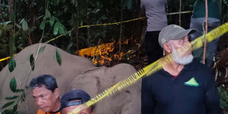 Gajah Jantan Mati Diduga Minum Racun Rumput di Ladang Warga Peunaron, Aceh Timur